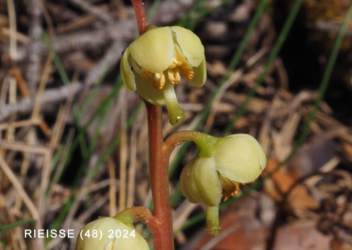 Wintergreen, Pale-green flower